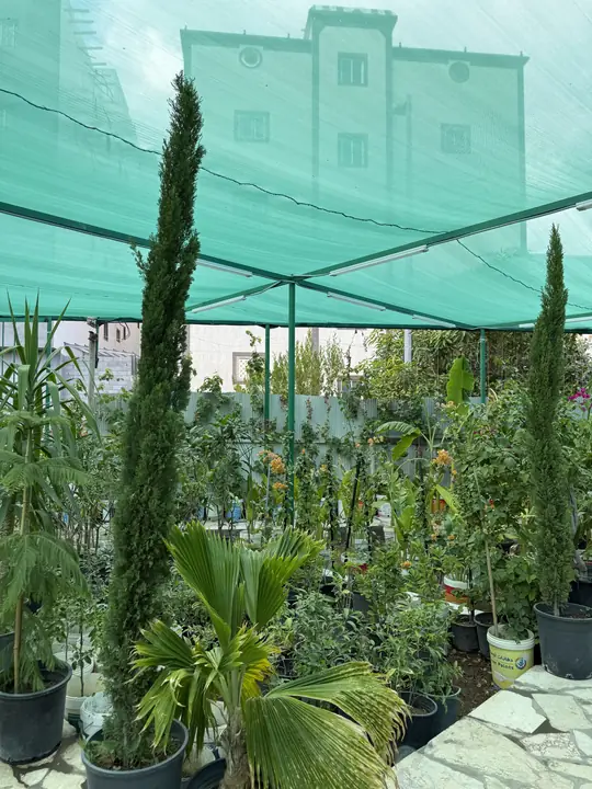 أشجار السرو والنخيل في مشتل الورد الطائفي